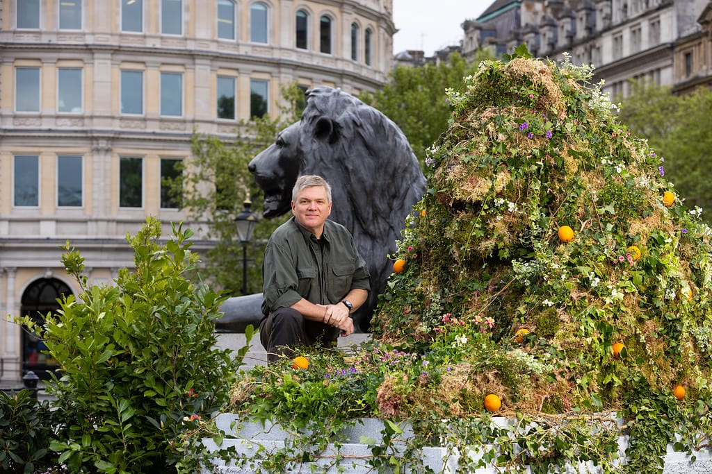 Innocent: The Big Re-Wild - Trafalgar Lion